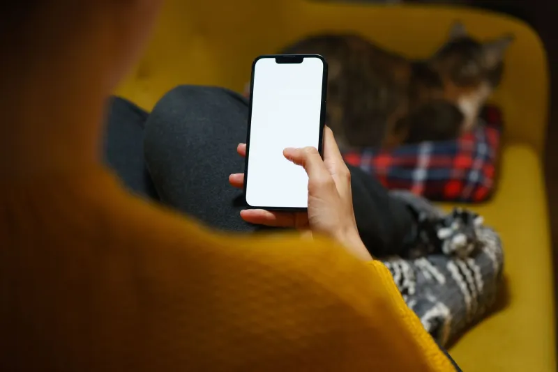 Where Did All the Cats Go? The Slow, Suspicious Disappearing Act Happening Across Your Social Feeds