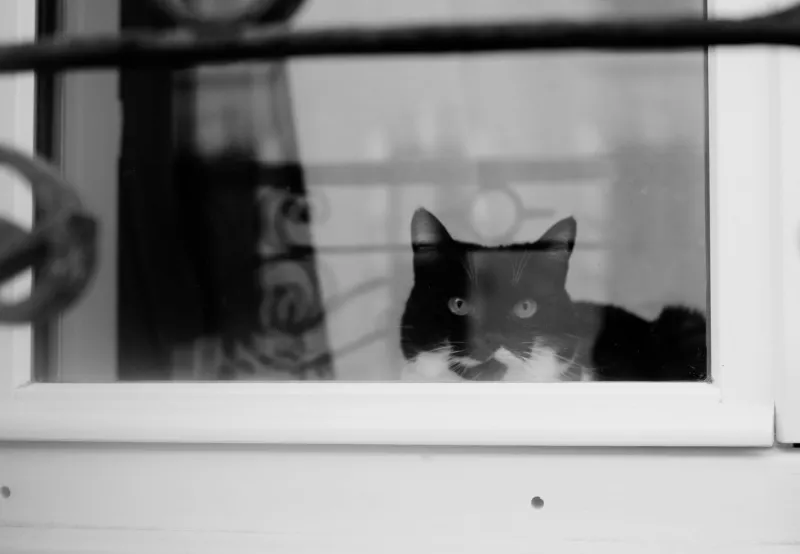 Locking the Cat Door: Why Viral Feline Accounts Are Ditching Millions of Followers for Members-Only Clubs