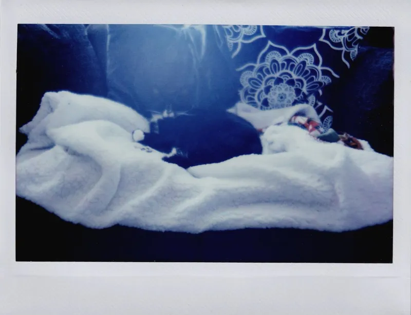 Someone Is Donating $40,000 a Month to Watch a Cat Sleep and Honestly? Respect.