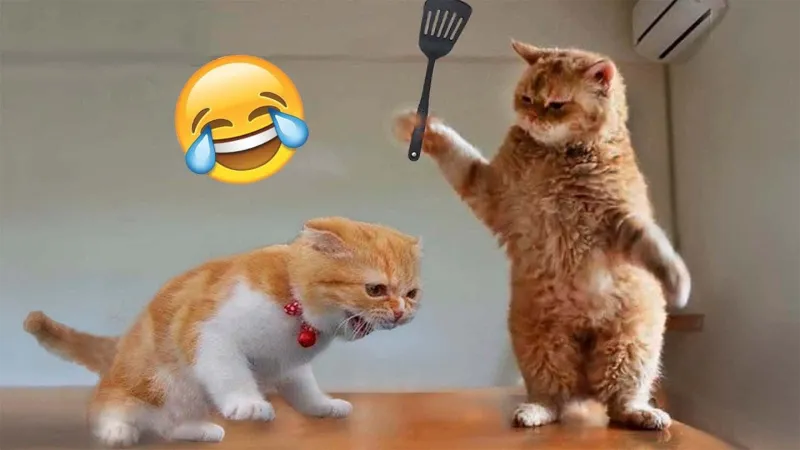 When Cats Crashed the Culture War: How Whiskers Became the Internet's Unlikely Peacemaker