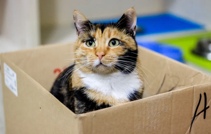 The Monthly Box That Ate Your Wallet: How Cat Subscription Services Turned Guilt Into a $2 Billion Industry