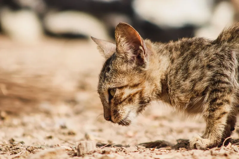 Crinkle Bag Capitalism: How Cat Treat Brands Turned Your Feline's Snack Time Into a Full-Blown Cult
