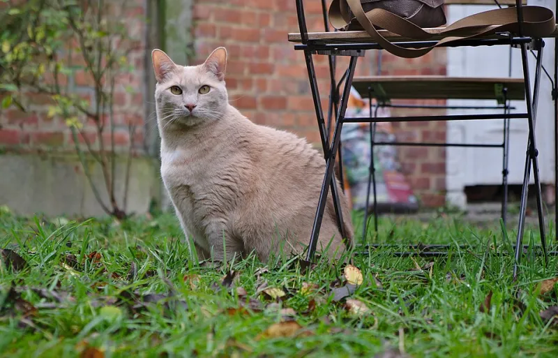 From Heartwarming to Hollow: The Slow Rot at the Core of Cat Content