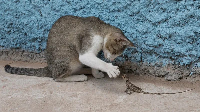 How Cats Colonized the Robot Brain: The Feline Takeover of AI Language