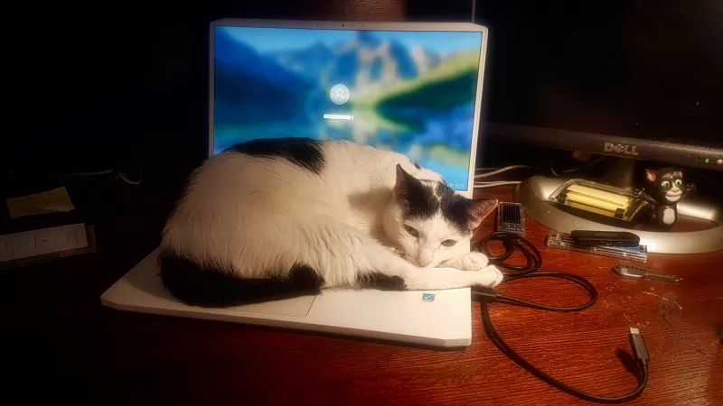 Impact Font Is Back, Baby: How Millennials Are Using Their Cats to Resurrect the Meme Formats Gen Z Buried