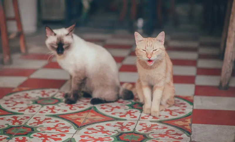 Orange Cat Privilege Is Real and TikTok's Algorithm Has the Receipts