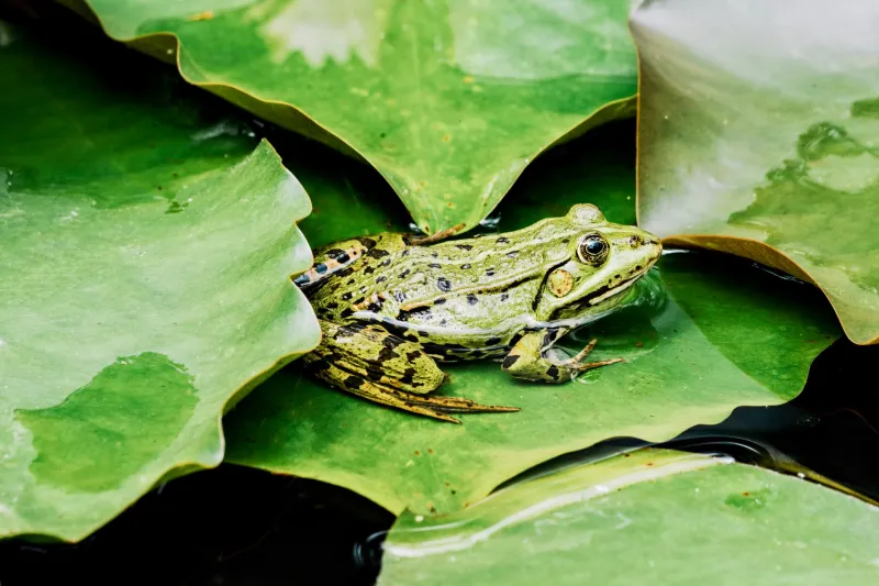 Frogs, Felines, and the Accidental Alliance That Broke the Internet's Brain